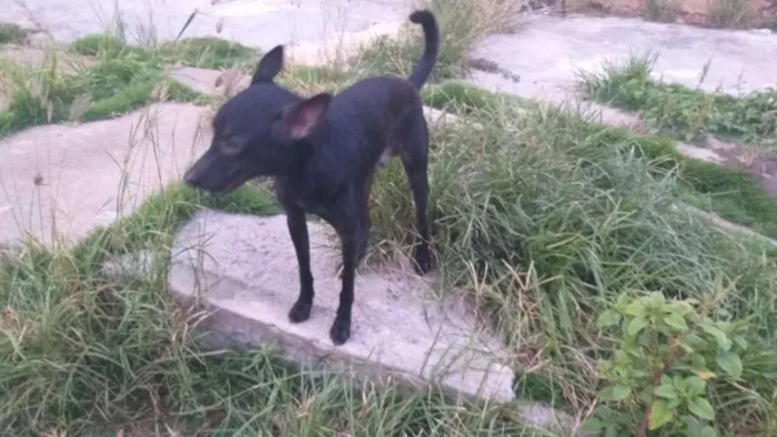 Cachorro ra a Sem raça  idade 1 ano nome Negao