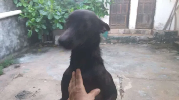 Cachorro ra a Sem raça  idade 1 ano nome Negao