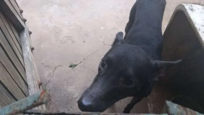 Cachorro ra a Sem raça  idade 1 ano nome Negao