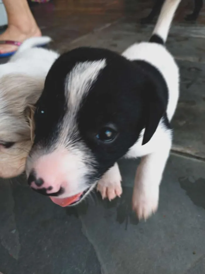 Cachorro ra a SRD idade Abaixo de 2 meses nome Não tem nome