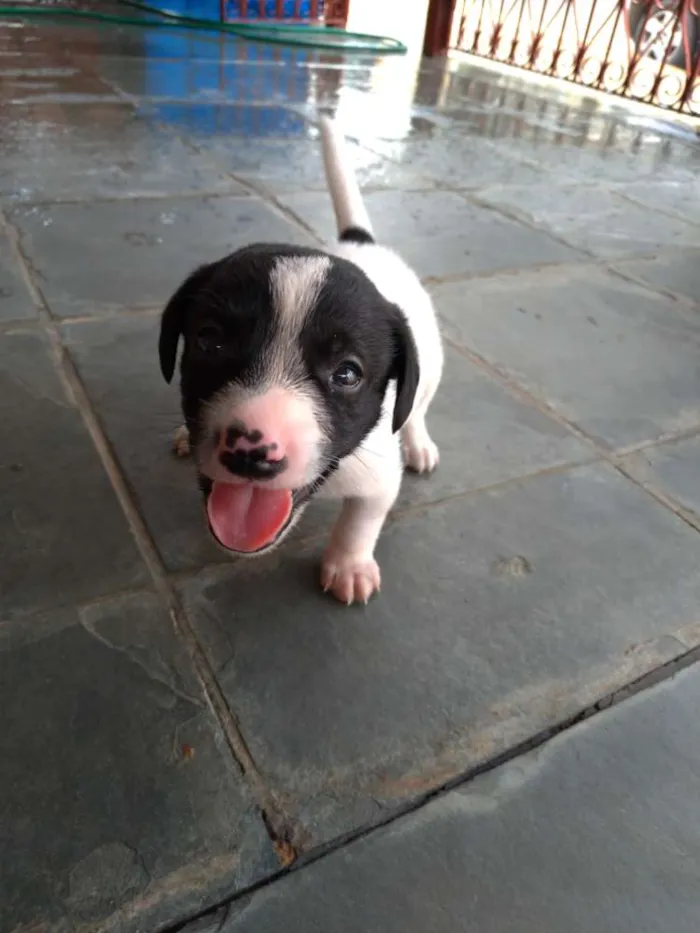 Cachorro ra a SRD idade Abaixo de 2 meses nome Não tem nome