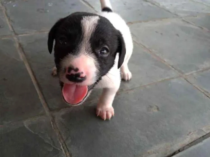 Cachorro ra a SRD idade Abaixo de 2 meses nome Não tem nome