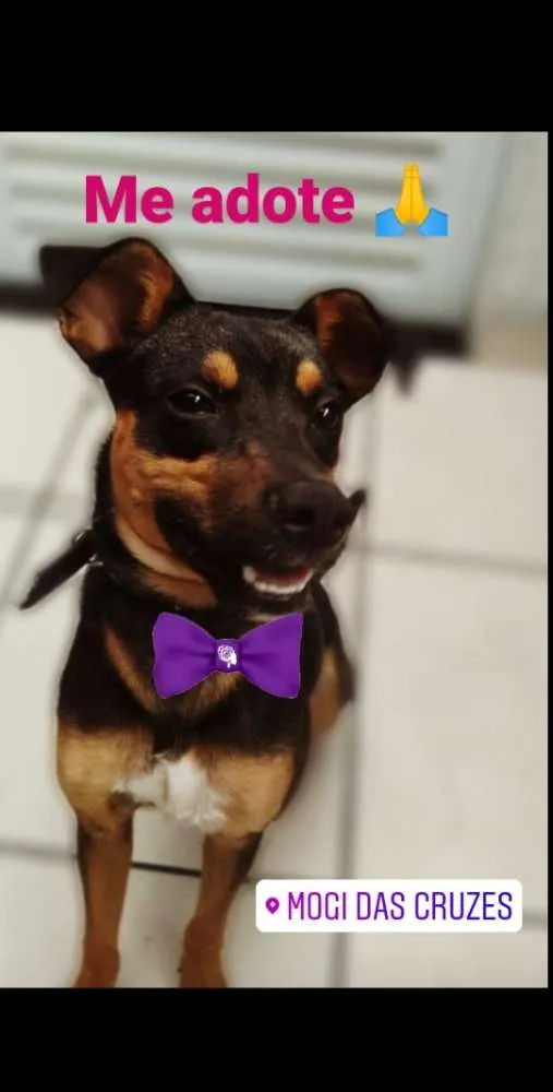 Cachorro ra a Indefinida idade  nome Thor