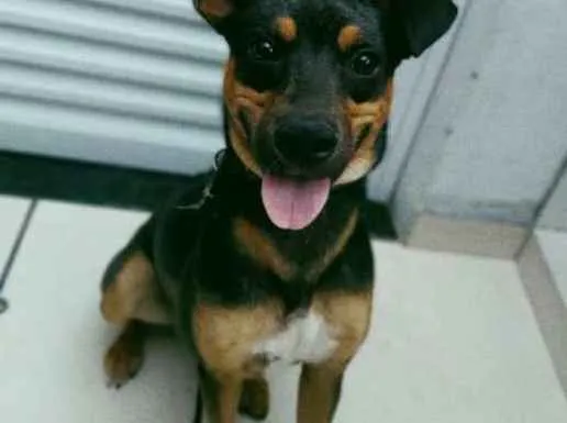 Cachorro ra a Indefinida idade  nome Thor