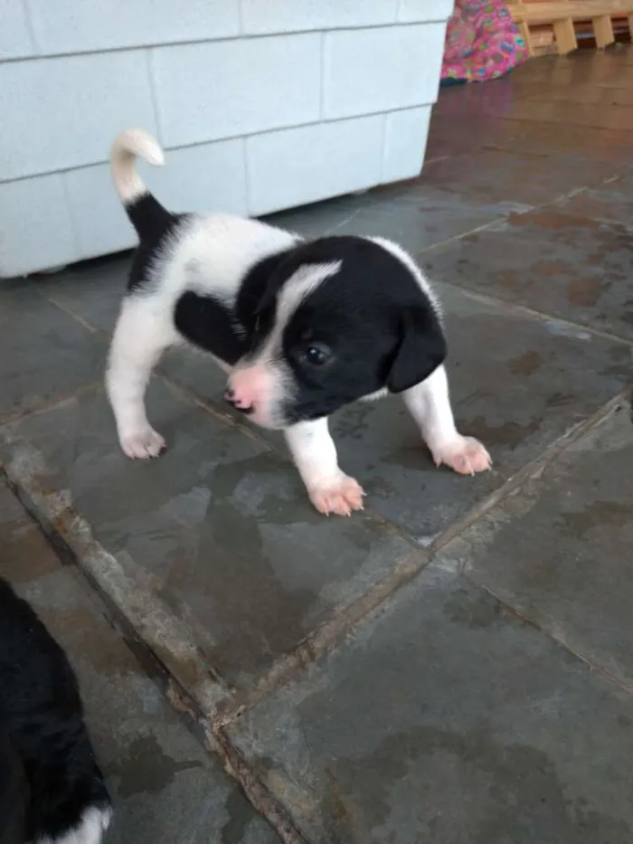 Cachorro ra a SRD idade Abaixo de 2 meses nome Não tem nome