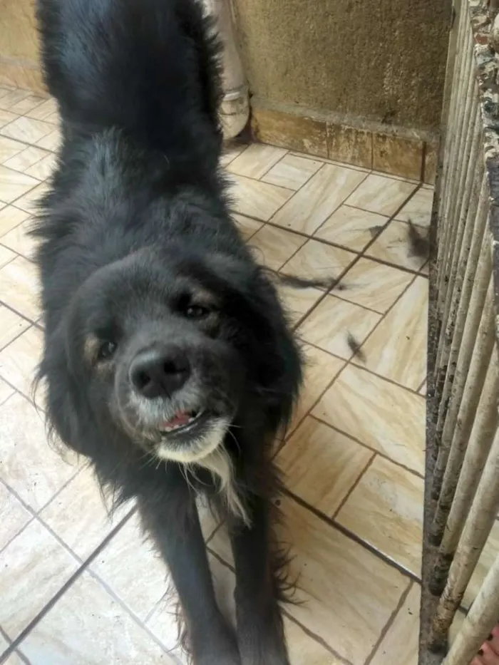 Cachorro ra a Vira lata  idade 2 anos nome Back