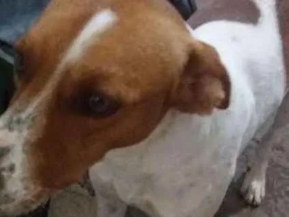 Cachorro ra a Viralata idade 2 anos nome Toby