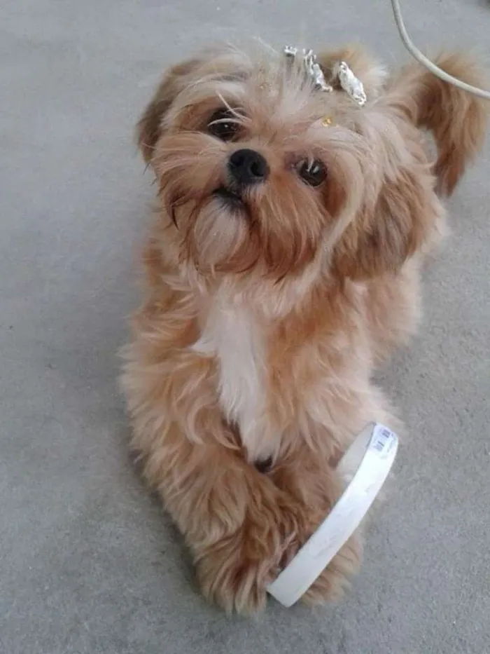 Cachorro ra a Shitzu  idade 6 ou mais anos nome Mel