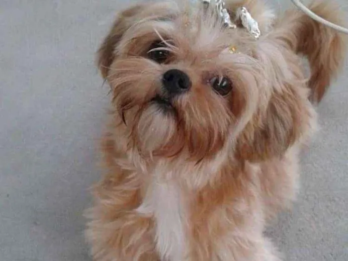 Cachorro ra a Shitzu  idade 6 ou mais anos nome Mel