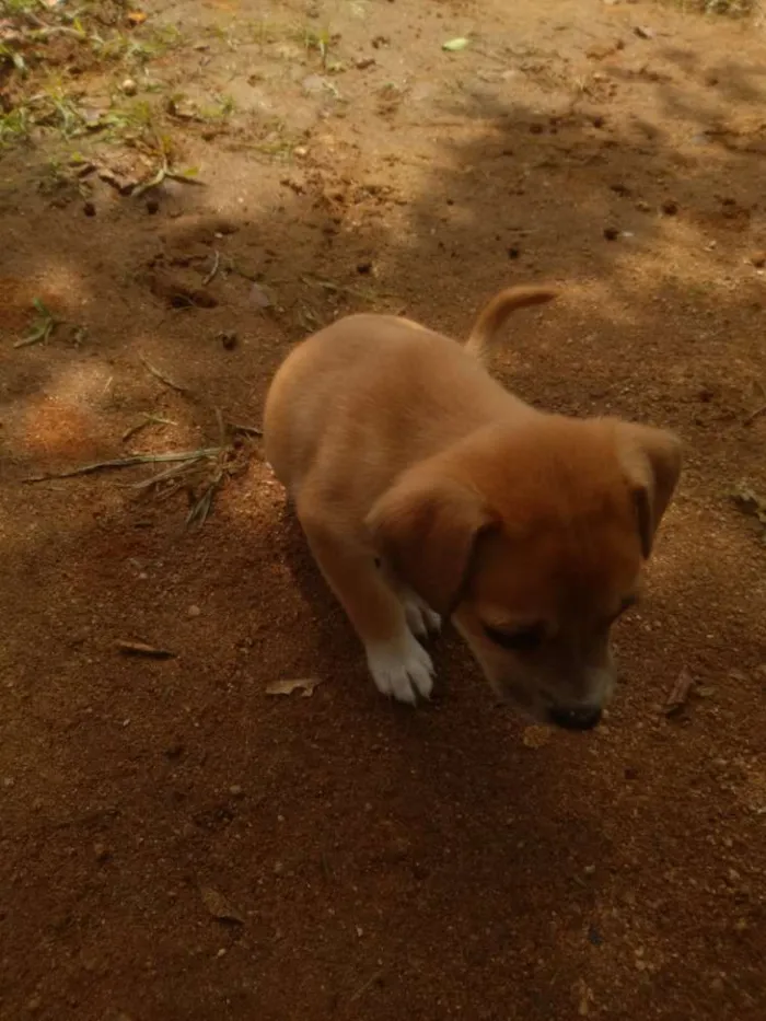Cachorro raça Raça curta idade Abaixo de 2 meses nome Sem nome