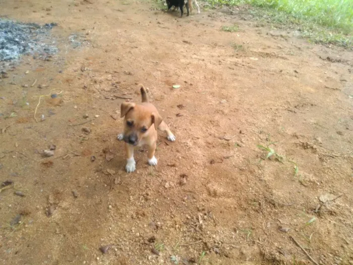 Cachorro raça Raça curta idade Abaixo de 2 meses nome Sem nome