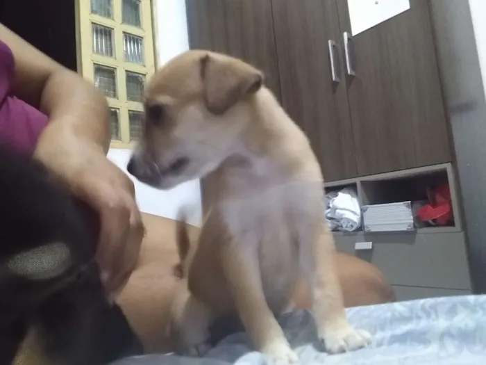 Cachorro raça Raça curta idade Abaixo de 2 meses nome Sem nome
