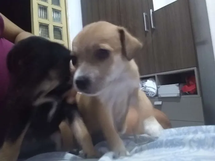 Cachorro raça Raça curta idade Abaixo de 2 meses nome Sem nome