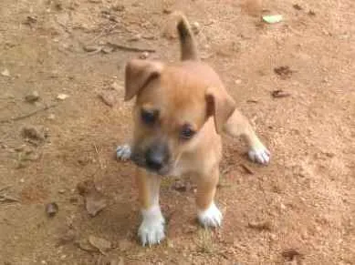 Cachorro raça Raça curta idade Abaixo de 2 meses nome Sem nome