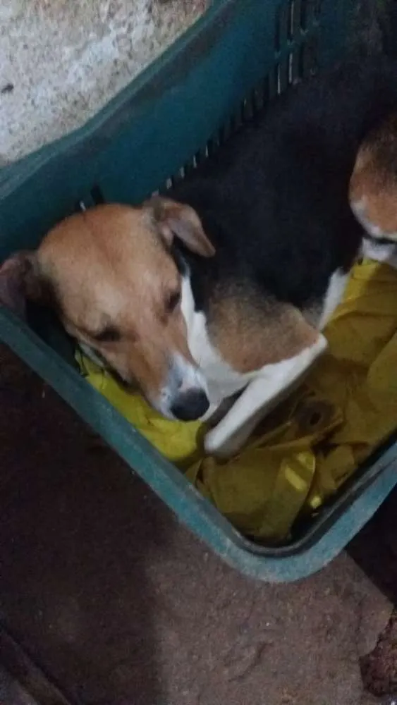 Cachorro ra a Viralata idade 3 anos nome Princesa