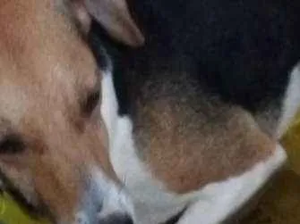 Cachorro ra a Viralata idade 3 anos nome Princesa