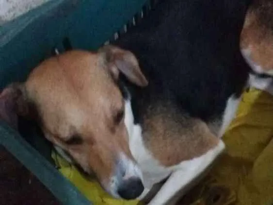 Cachorro ra a Viralata idade 3 anos nome Princesa