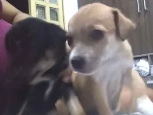 Cachorro raça Raça curta idade Abaixo de 2 meses nome Sem nome