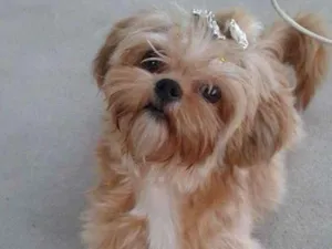 Cachorro raça Shitzu  idade 6 ou mais anos nome Mel