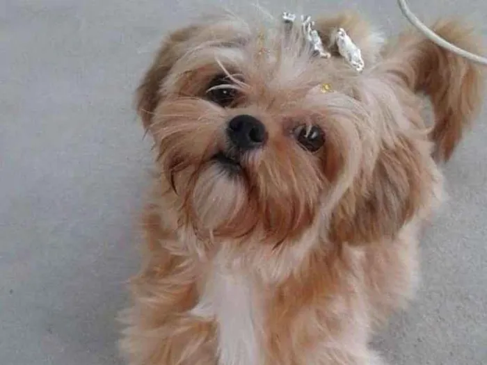Cachorro ra a Shitzu  idade 6 ou mais anos nome Mel