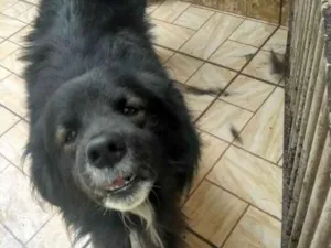 Cachorro raça Vira lata  idade 2 anos nome Back