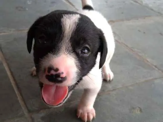 Cachorro ra a SRD idade Abaixo de 2 meses nome Não tem nome