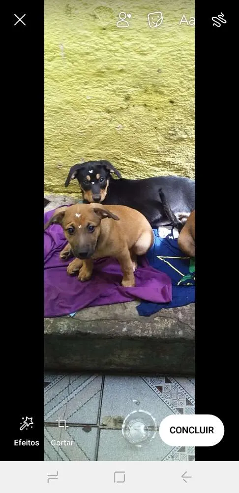 Cachorro ra a Vira lata idade 2 a 6 meses nome Suzi e belinha 