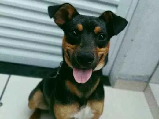 Cachorro ra a Indefinida idade  nome Thor
