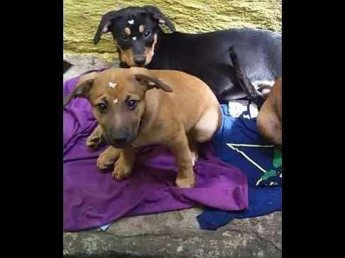 Cachorro ra a Vira lata idade 2 a 6 meses nome Suzi e belinha 