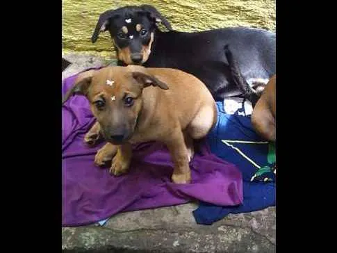 Cachorro ra a Vira lata idade 2 a 6 meses nome Suzi e belinha 