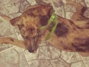 Cachorro raça SRJ idade 2 a 6 meses nome Noeh