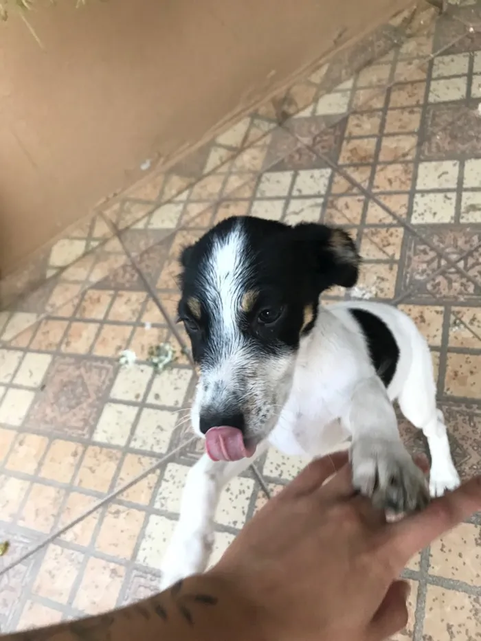 Cachorro raça Vira-lata idade 2 a 6 meses nome Chico