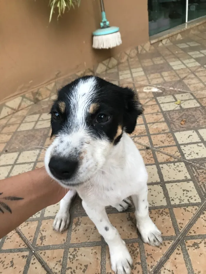 Cachorro raça Vira-lata idade 2 a 6 meses nome Chico