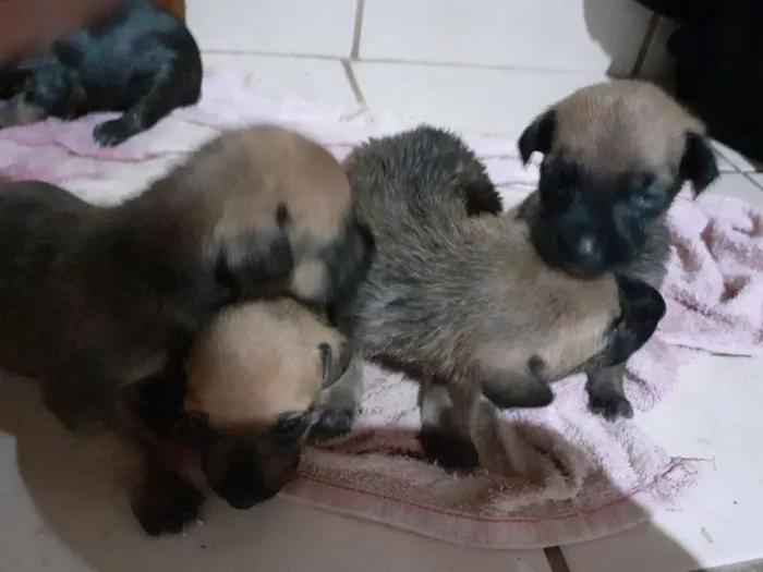 Cachorro ra a Nenhuma  idade Abaixo de 2 meses nome Filhote 