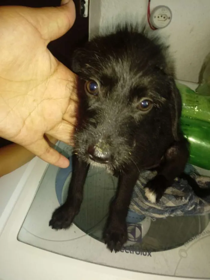 Cachorro ra a Pudo misturada com dalmata idade 2 a 6 meses nome N tem 