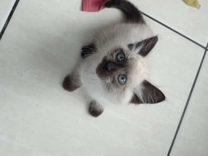 Gato ra a indefinita idade Abaixo de 2 meses nome Sem nome