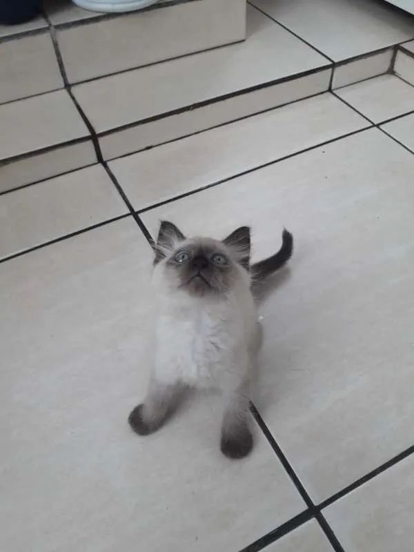 Gato ra a indefinita idade Abaixo de 2 meses nome Sem nome
