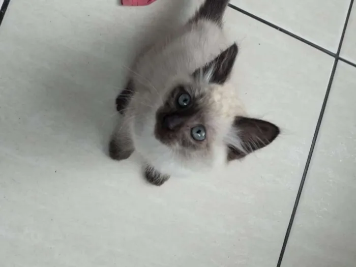 Gato ra a indefinita idade Abaixo de 2 meses nome Sem nome
