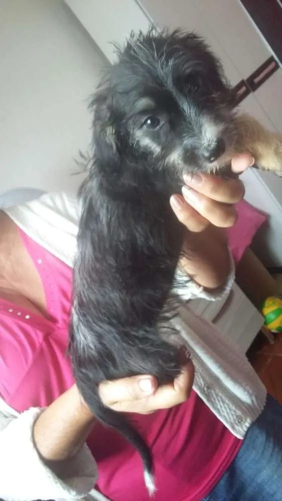 Cachorro ra a Pudo misturada com dalmata idade 2 a 6 meses nome N tem