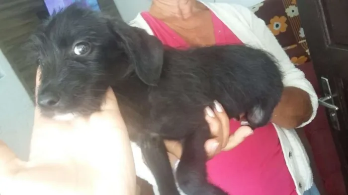 Cachorro ra a Pudo misturada com dalmata idade 2 a 6 meses nome N tem