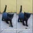 Não tem