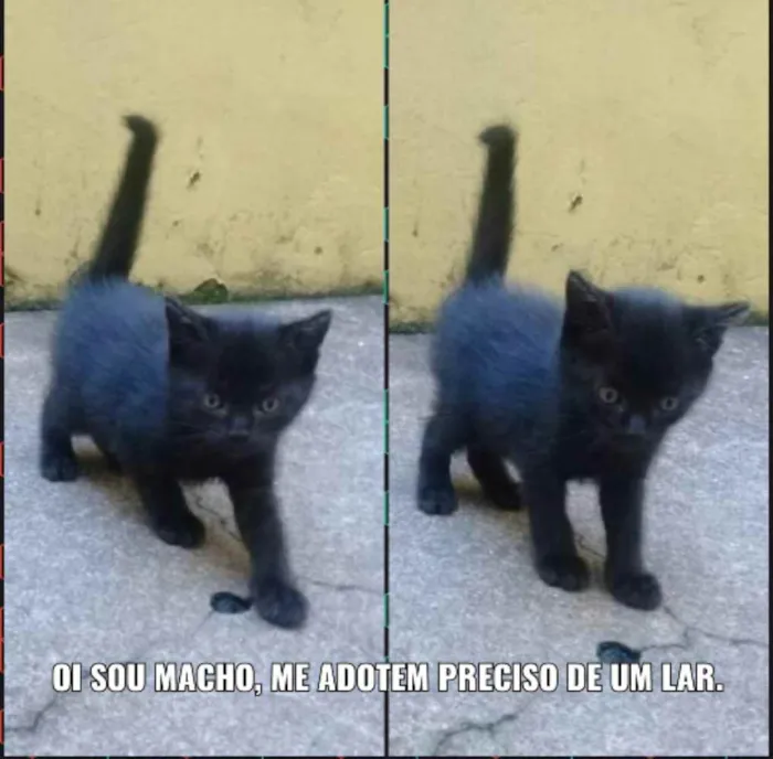 Gato ra a  idade Abaixo de 2 meses nome Não tem