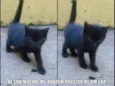 Não tem