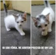 Não tem