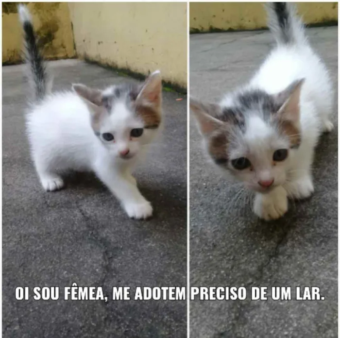 Gato ra a  idade Abaixo de 2 meses nome Não tem