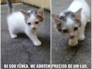 Gato raça  idade Abaixo de 2 meses nome Não tem
