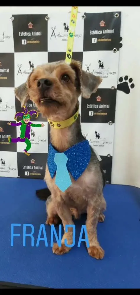 Cachorro ra a Srd idade 3 anos nome Igor