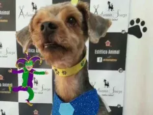 Cachorro raça Srd idade 3 anos nome Igor