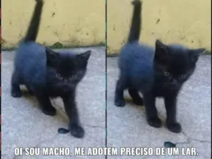 Gato raça  idade Abaixo de 2 meses nome Não tem