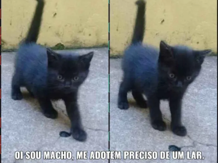 Gato ra a  idade Abaixo de 2 meses nome Não tem